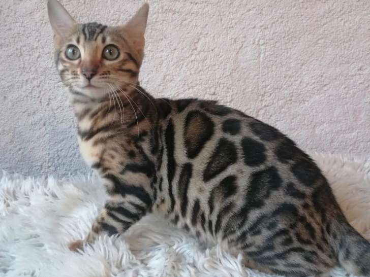 Superbe chatonne Bengal LOOF brown