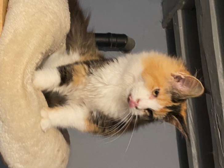 Chaton Maine Coon  femelle  black tortie et blanc