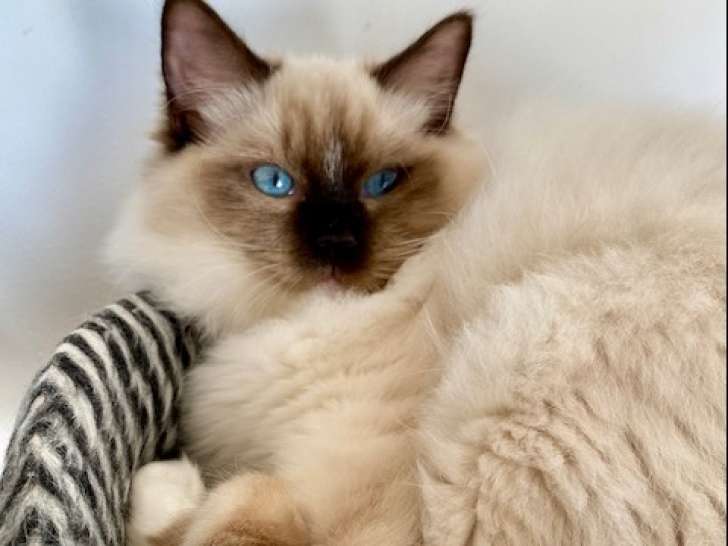 1 magnifique Ragdoll femelle à vendre