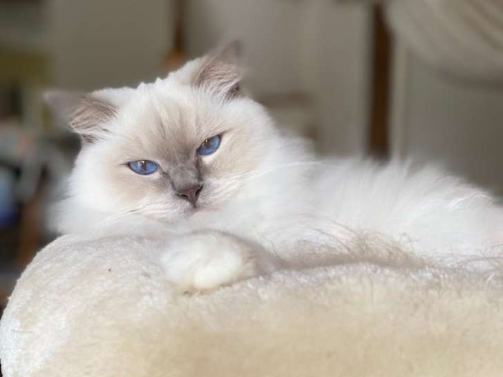 Chatte Ragdoll LOOF adulte à vendre