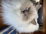 Chatte Ragdoll LOOF adulte à vendre
