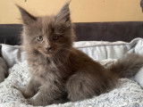 Réservation de chatons Maine Coons (LOOF)