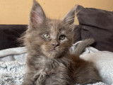 Réservation de chatons Maine Coons (LOOF)