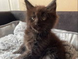 Réservation de chatons Maine Coons (LOOF)