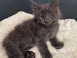 Réservation de chatons Maine Coons (LOOF)