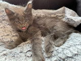 Réservation de chatons Maine Coons (LOOF)