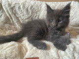 Réservation de chatons Maine Coons (LOOF)
