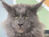 Réservation de chatons Maine Coons (LOOF)