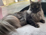 Réservation de chatons Maine Coons (LOOF)