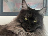 Réservation de chatons Maine Coons (LOOF)