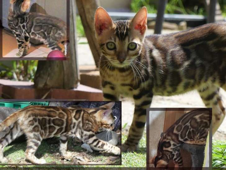 Disponibles à la vente 3 chatons Bengal LOOF