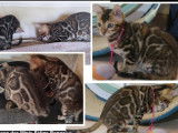 Disponibles à la vente 3 chatons Bengal LOOF