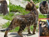 Disponibles à la vente 3 chatons Bengal LOOF