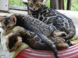 Disponibles à la vente 3 chatons Bengal LOOF