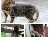 Disponibles à la vente 3 chatons Bengal LOOF
