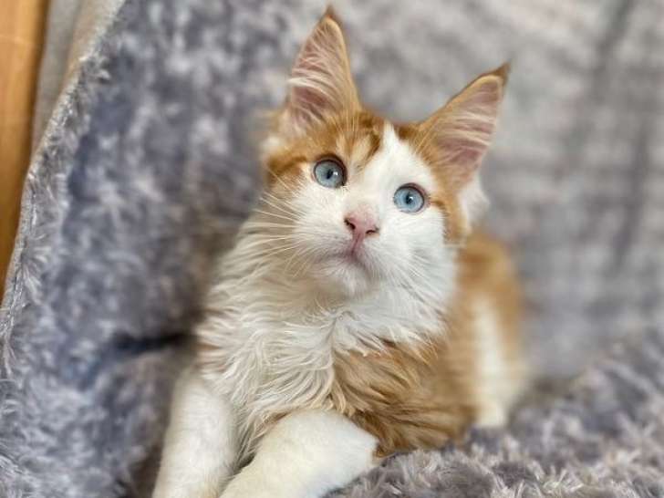 Vente d’un chaton Maine Coon red tabby et blanc (LOOF)