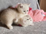 &Agrave; vendre 5 chatons British Shorthairs black silver shaded LOOF
