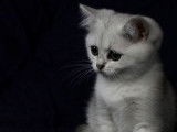 &Agrave; vendre 5 chatons British Shorthairs black silver shaded LOOF
