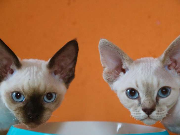 Deux chatons Rex LOOF disponibles à la vente