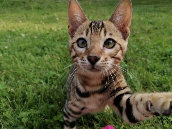 Des chatons mâles Bengals marrons à la vente (LOOF)