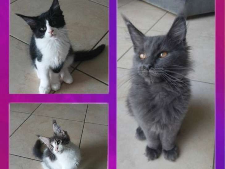 À vendre : 5 chatons Maine Coons LOOF, d'avril 2023