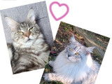 3 chatons Maine Coons &agrave; la r&eacute;servation (LOOF)