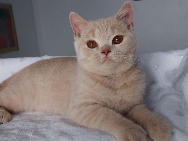 Un chaton mâle British Shorthair crème à vendre (LOOF)