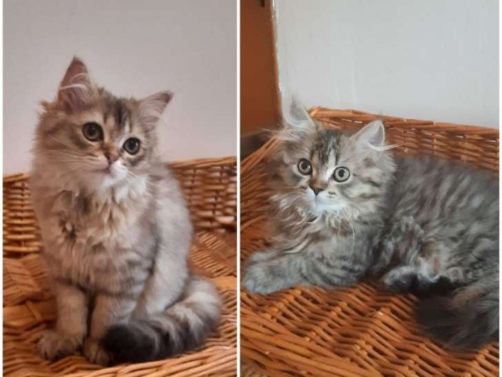 À vendre : deux chatons femelles Highland Straights LOOF, de mars 2023