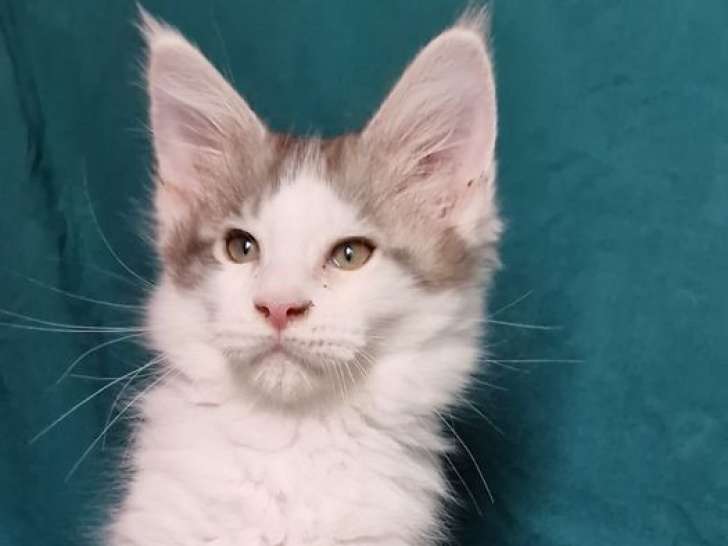 À vendre : 6 chatons Maine Coons LOOF, d'avril 2023