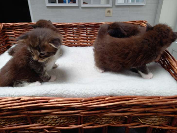 3 merveilleux chatons Maine Coons à vendre