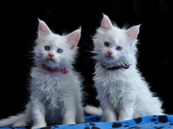 Adorables chatons Maine Coon LOOF à vendre