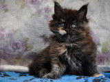 Adorables chatons Maine Coon LOOF à vendre