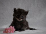 Adorables chatons Maine Coon LOOF à vendre
