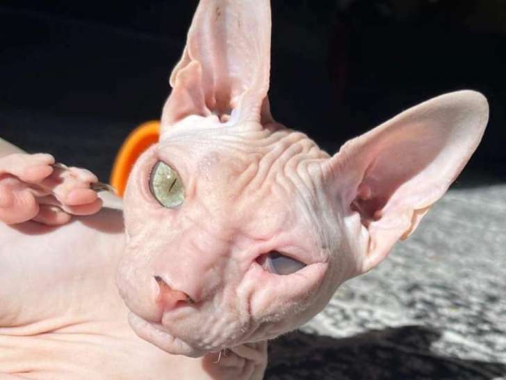 Chatte Don Sphynx a vendre