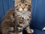Femelle Maine Coon LOOF à vendre