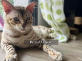 Mâle Bengal disponible pour saillie
