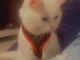 Mâle British Shorthair disponible pour saillie