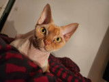 M&acirc;le Devon Rex LOOF disponible pour saillie