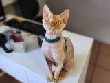 M&acirc;le Devon Rex LOOF disponible pour saillie