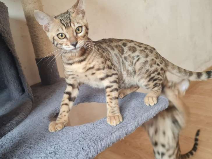 Chatonne Bengal marron tabby disponible (LOOF)
