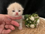 4 chatons British Shorthairs LOOF à la réservation