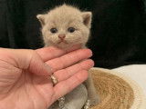 4 chatons British Shorthairs LOOF à la réservation