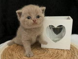 4 chatons British Shorthairs LOOF à la réservation