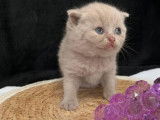 4 chatons British Shorthairs LOOF à la réservation