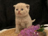4 chatons British Shorthairs LOOF à la réservation