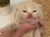 4 chatons British Shorthairs LOOF à la réservation