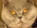 4 chatons British Shorthairs LOOF à la réservation