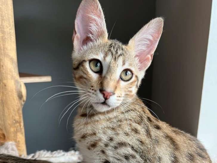 1 chaton femelle Savannah LOOF, de mars 2023, à vendre