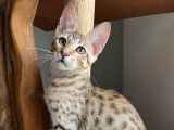 1 chaton femelle Savannah LOOF, de mars 2023, à vendre