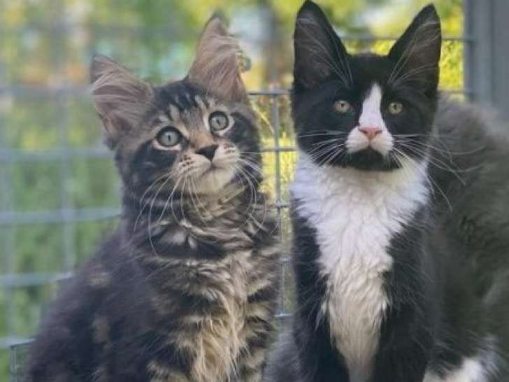 3 chatons Maine Coon LOOF, d'avril 2023, disponible à la vente